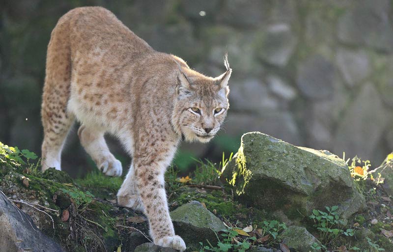 Macedonian-wild-cat1