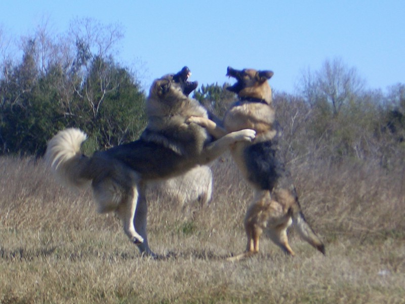 sharplaninec dog macedonia