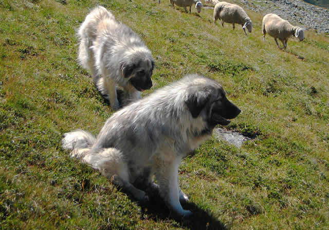 sharplaninec macedonian dog