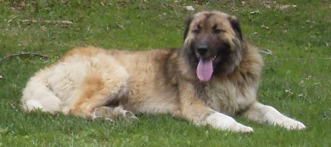 sharplaninec in macedonia